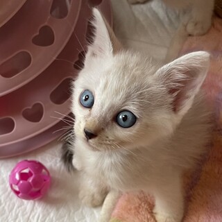 シルバーグレー毛並み青目。人懐っこい♀2か月、姉妹