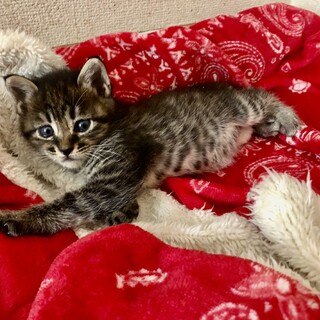 ありがとうございました★可愛いブブちゃん