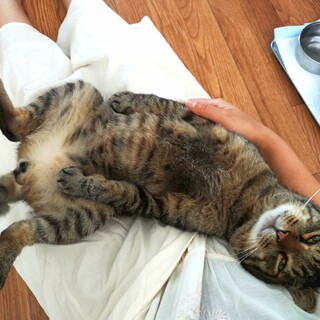 甘えん坊♡まんまる丸顔の福之