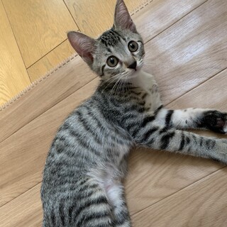 [11/11譲渡会参加]レオくん