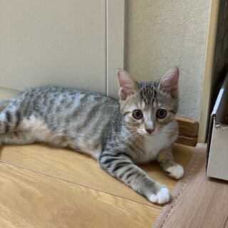 [11/11譲渡会参加]リロちゃん