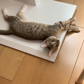 [11/11譲渡会参加]ルカくん