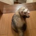 フェレット里親募集