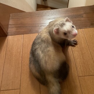 フェレット里親募集