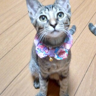 人懐こい元気一杯なスリム美人ネコちゃん