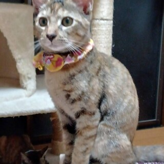 遊びが大好きな可愛い女の子