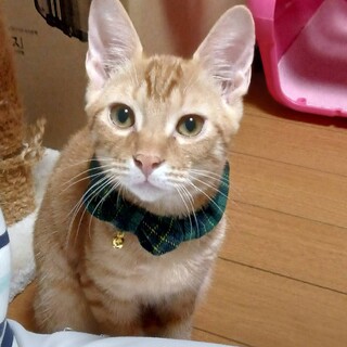 人懐こい元気な鍵しっぽの子猫です。