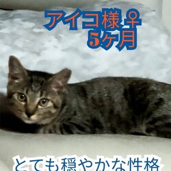猫の里親会　inジョイフル本田荒川沖店