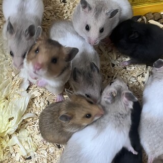 可愛いハムちゃんたち