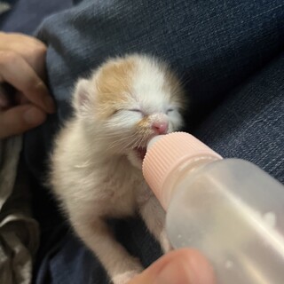 生後2週間くらい　茶白くん