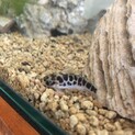 ブルドックタティア、ブルーレオパードタティア