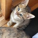 キジトラの子猫4匹兄弟です♡