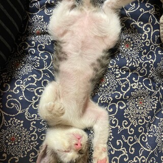 生後１ヶ月の茶白キジトラ（長崎県大村市）