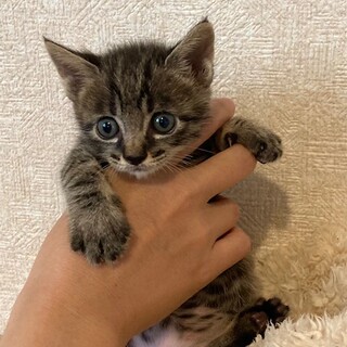 推定8月20日生まれ！キジトラ　椚（くぬぎ）くん