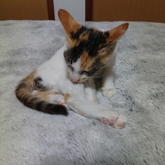 よもぎもち10のカバー写真