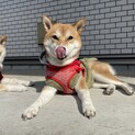 出産に伴い里親募集です。