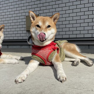 出産に伴い里親募集です。