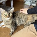 半長毛＊スリゴロの甘えん坊♪