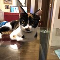 8ヶ月兄妹　人慣れ抜群