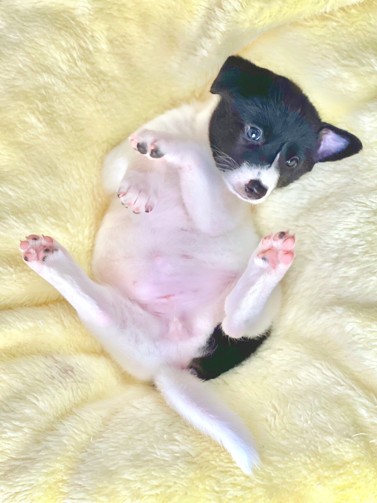 甘えん坊の蘭蘭(らんらん)ちゃん サムネイル1