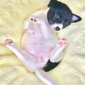 甘えん坊の蘭蘭(らんらん)ちゃん