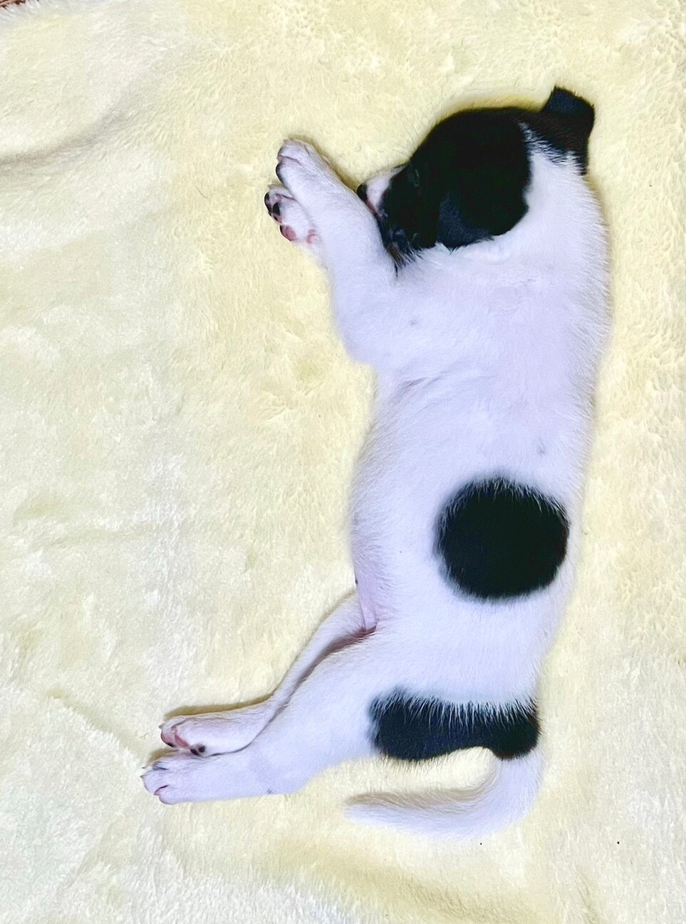 甘えん坊の蘭蘭(らんらん)ちゃん サムネイル2