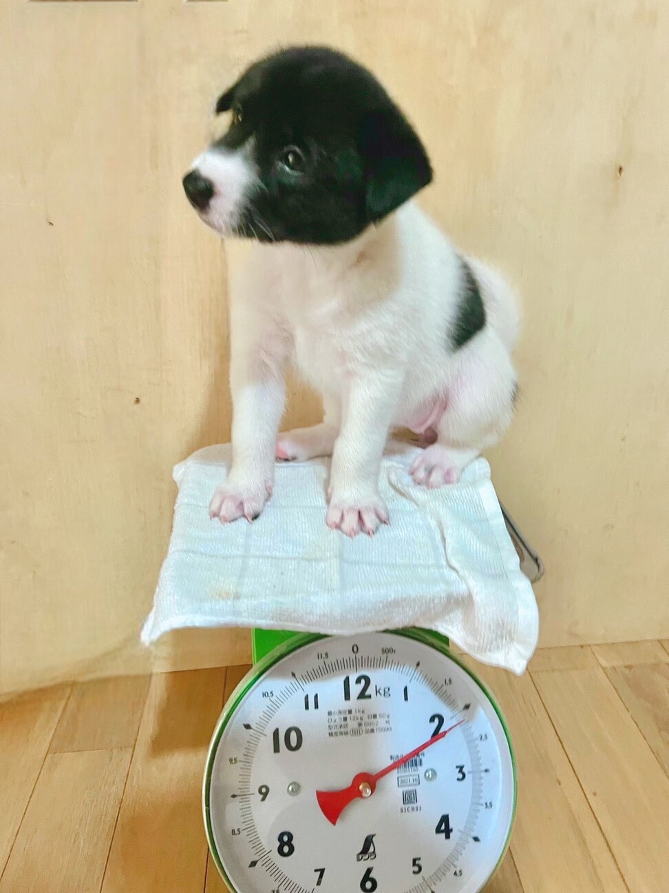 甘えん坊の蘭蘭(らんらん)ちゃん サムネイル3