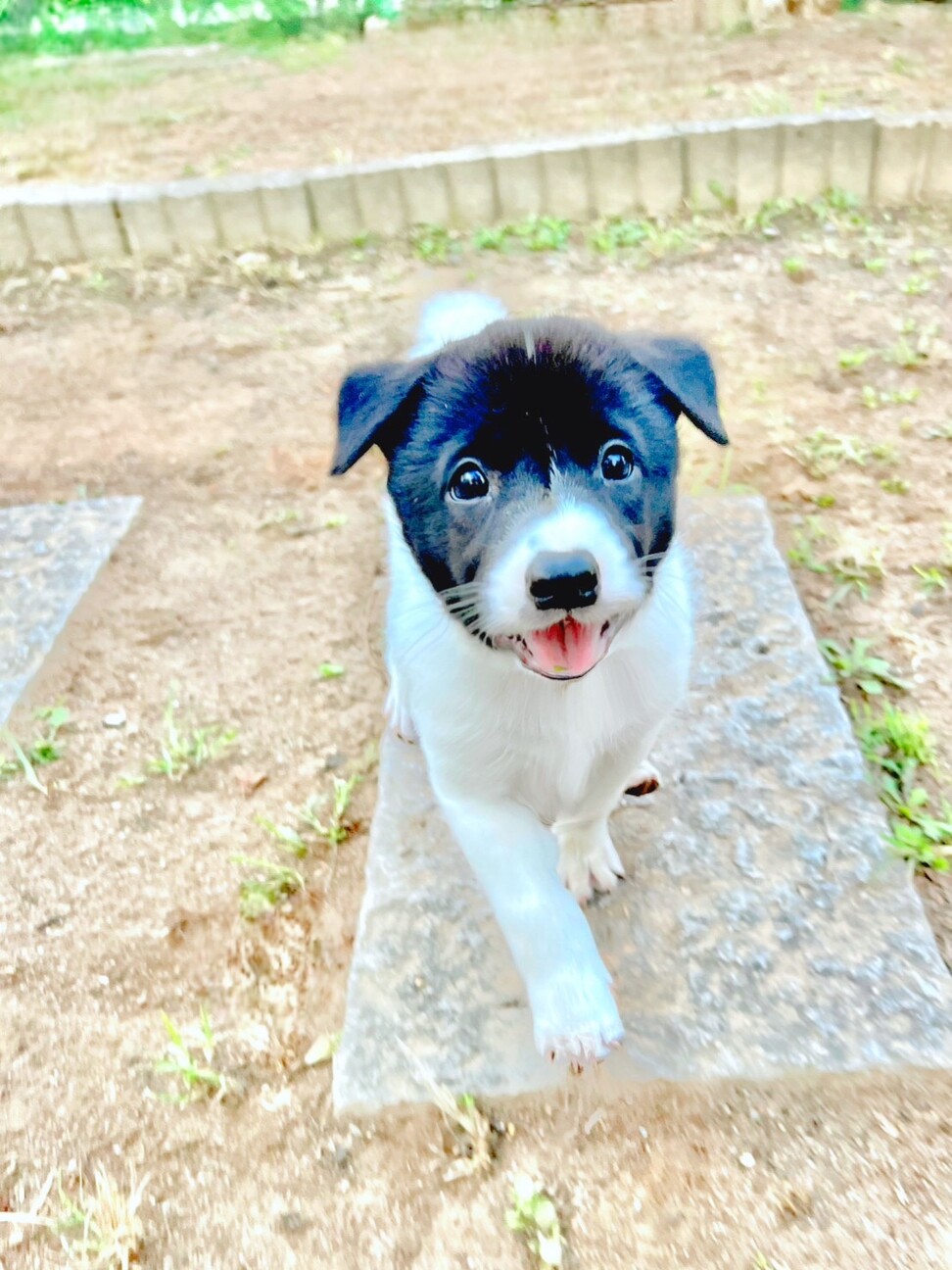「甘えん坊の蘭蘭(らんらん...」広島県 犬の里親募集(470820) 4枚目の画像 ペットのおうち【里親決定25万頭！】