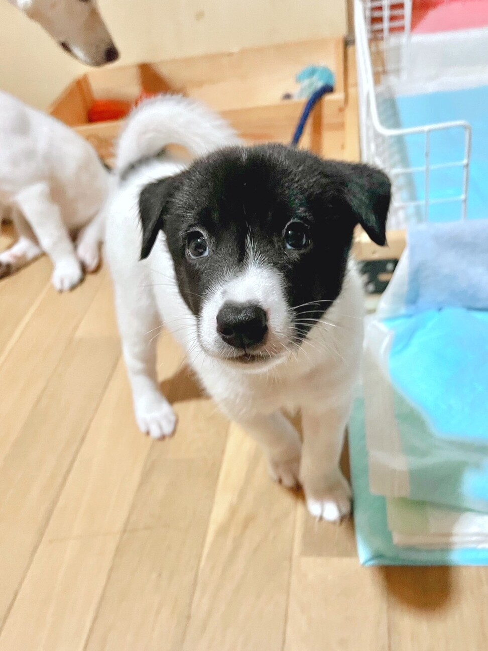 甘えん坊の蘭蘭(らんらん)ちゃん サムネイル5