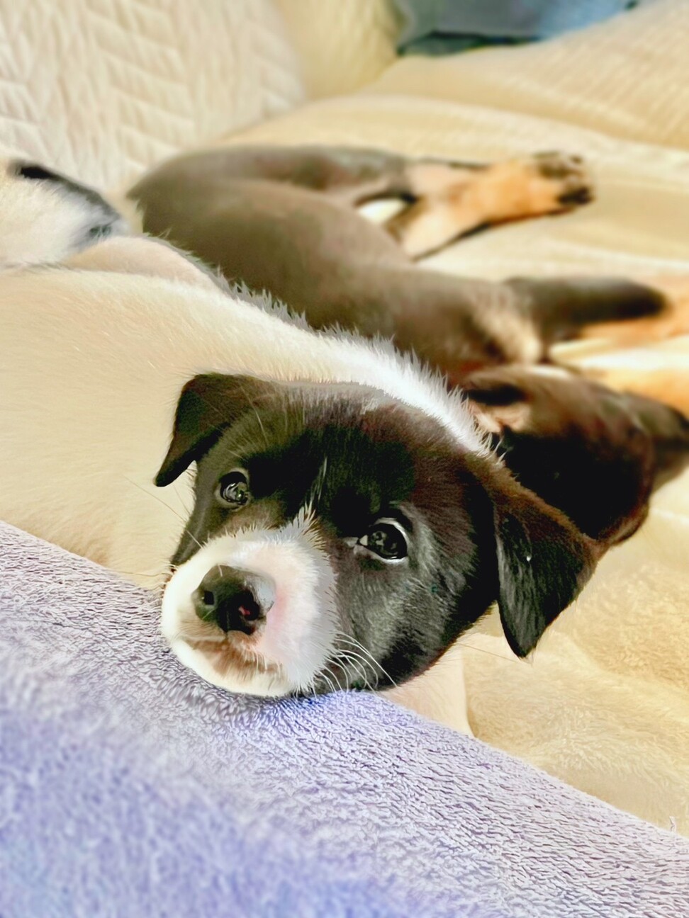 甘えん坊の蘭蘭(らんらん)ちゃん サムネイル6