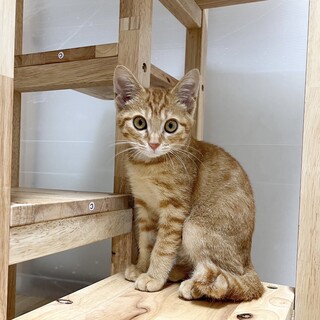 10/1西千葉ෆ⃛お転婆茶トラ女子ෆ⃛めんまちゃん