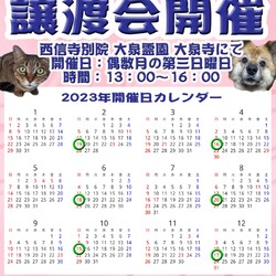 保護猫・保護犬譲渡会in大泉 サムネイル2