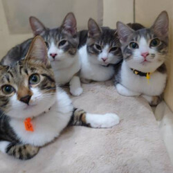 保護猫・保護犬譲渡会in大泉 サムネイル3