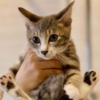 　コムローイ♡家族ができました