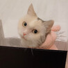 あんじぇり