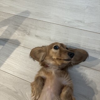 ミニチュアダックスフンド♀らん