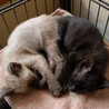 子猫の里親様を探しております サムネイル6