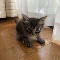 ご応募、ご閲覧ありがとう御座いました。