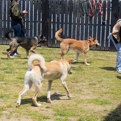 AWA総社犬ねこ譲渡会 サムネイル3