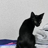 山本あずき
