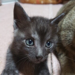 トイレもすぐ覚えて頭が良い子です！