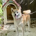柴犬　女の子　3歳