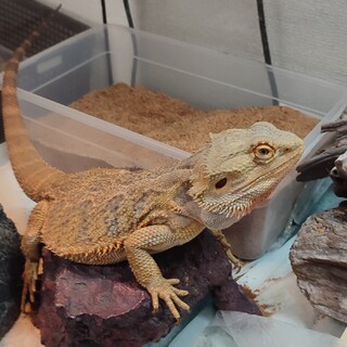 応募多数のため締め切ります