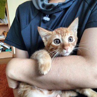 まん丸お目目の茶トラ2ヶ月。愛らしいトラ君。