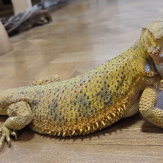 応募多数のため締め切ります