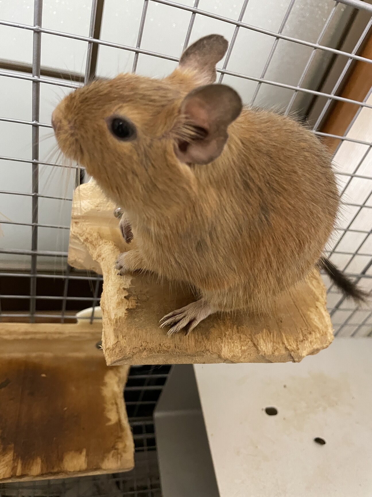 デグー　サンド　慣れてます サムネイル1