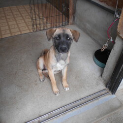 「ちっちゃい預かりワンコの内の１匹」サムネイル1