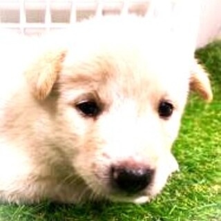 5-3-185◆可愛い子犬◆家族に迎えませんか？