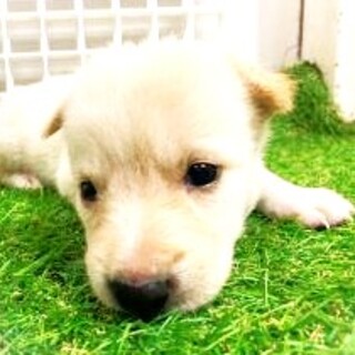 5-3-186◆可愛い子犬◆家族に迎えませんか？