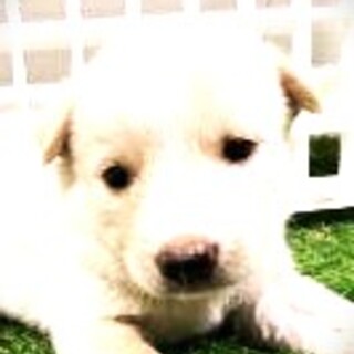 5-3-187◆可愛い子犬◆家族に迎えませんか？